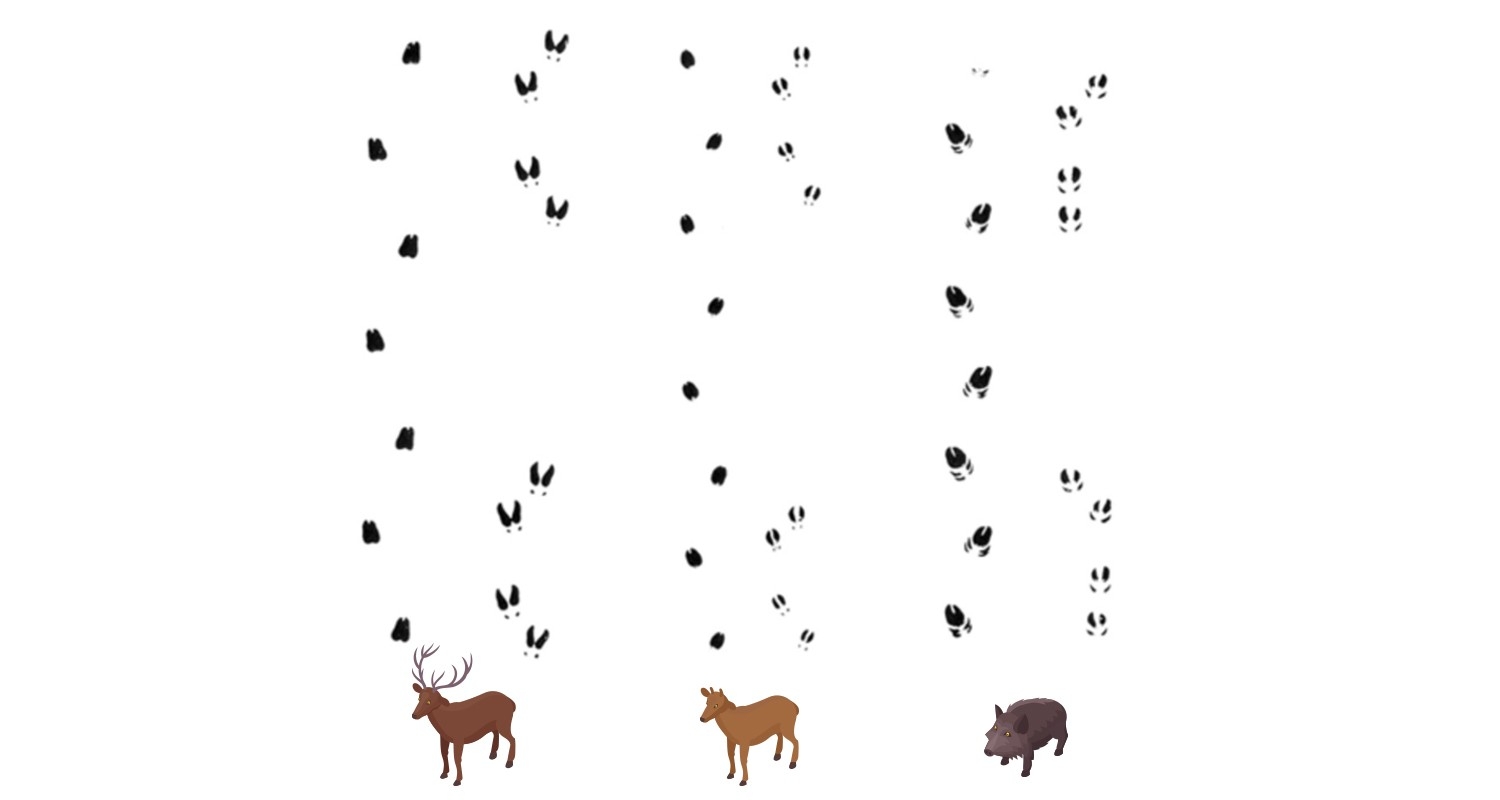Tierspuren im Schnee von Hirsch, Reh und Wildschwein