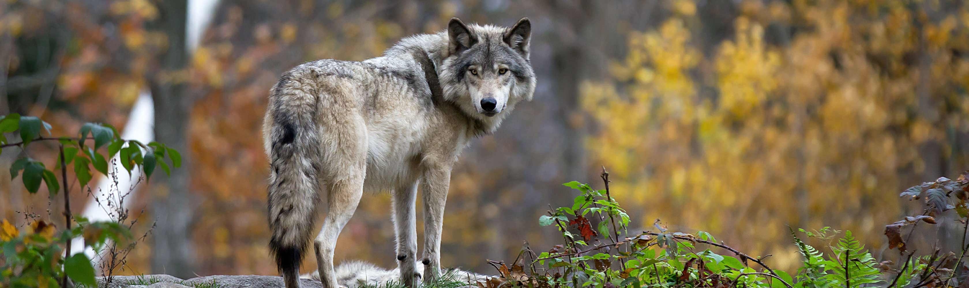 Wolf in natürlicher Umgebung eines Wildtierparks
